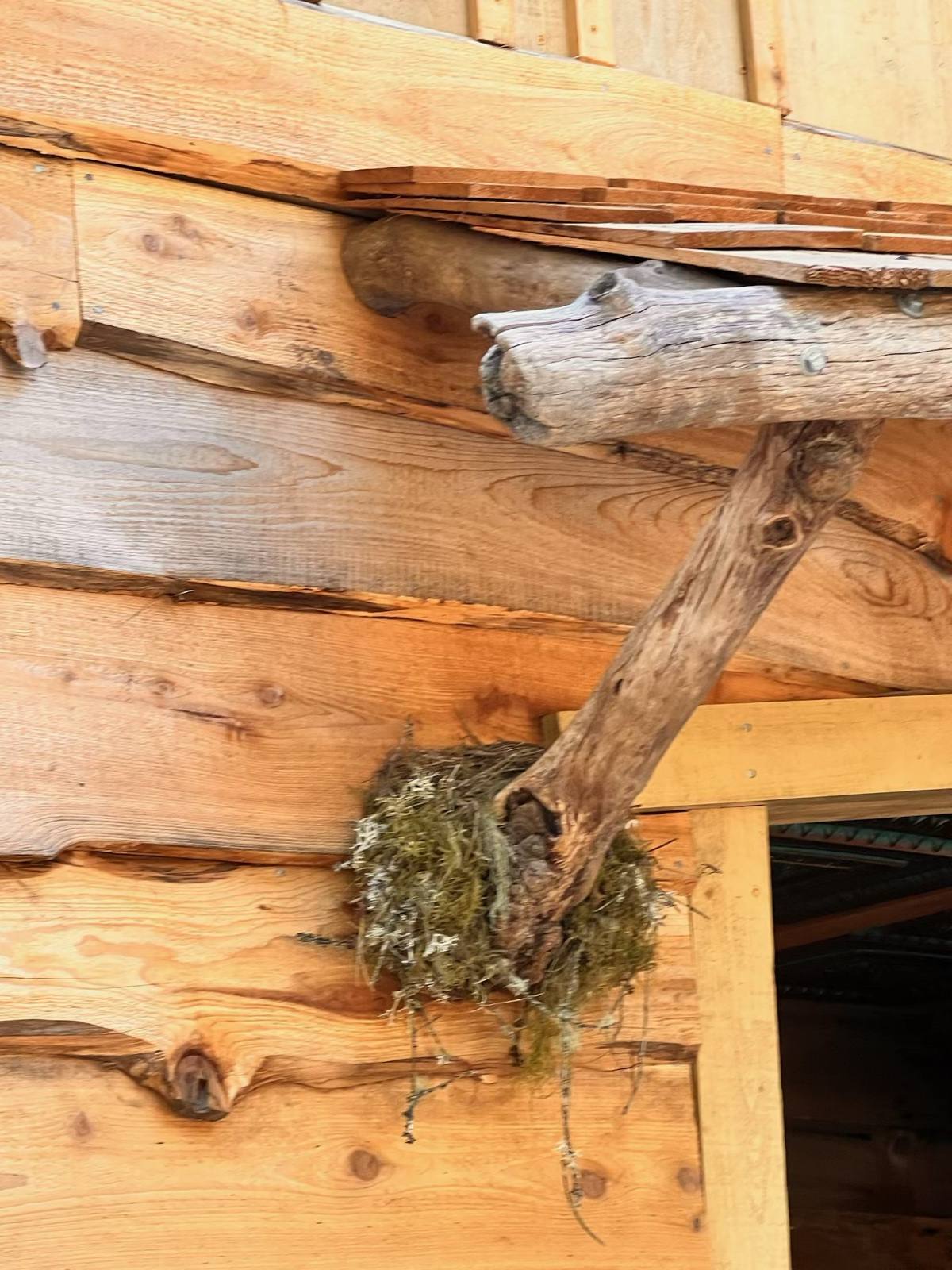 Bird nest tucked into a driftwood branch on the cedar siding